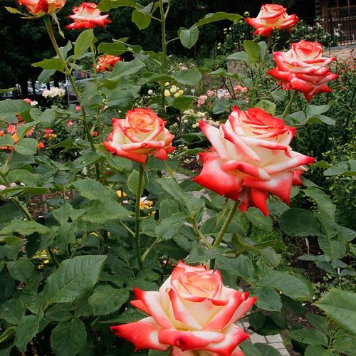 Fehér - vörös sziromszéllel - Teahibrid virágú - magastörzsű rózsafa- egyenes szárú koronaforma